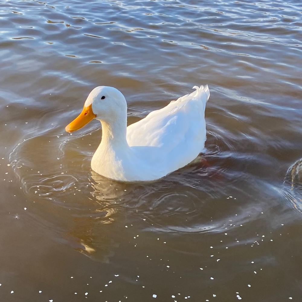 hi